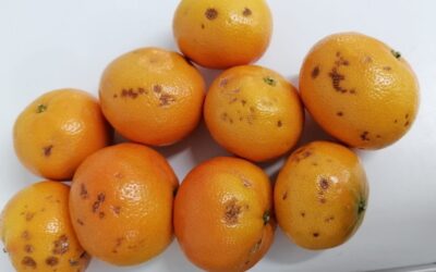 Nutrition and rind physiology – what you need to know