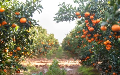 Alternate bearing in citrus – can it be managed?